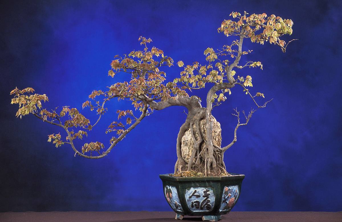 Bonsai javoru trojklaného v miskové nádobě